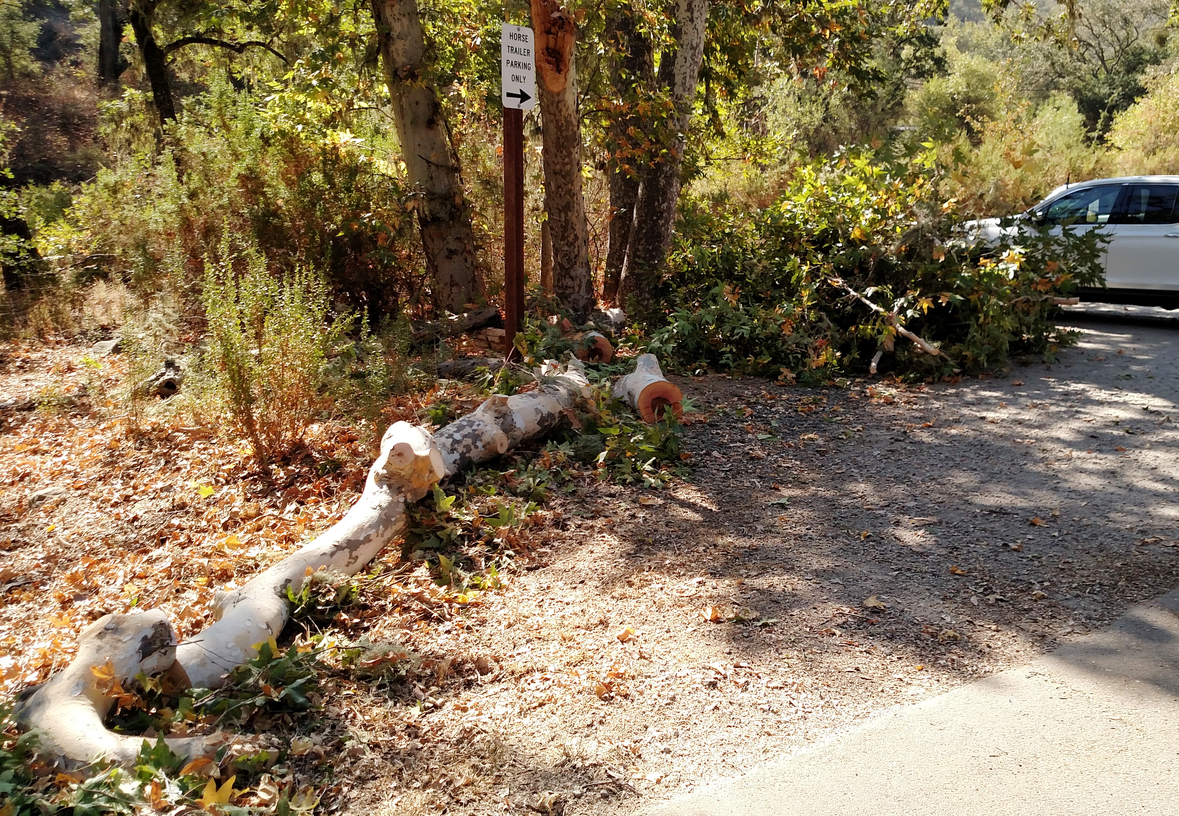 Some of the cut up tree branches.